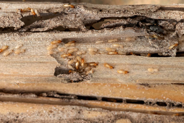 Trusted Yelm, WA Pest Control Experts