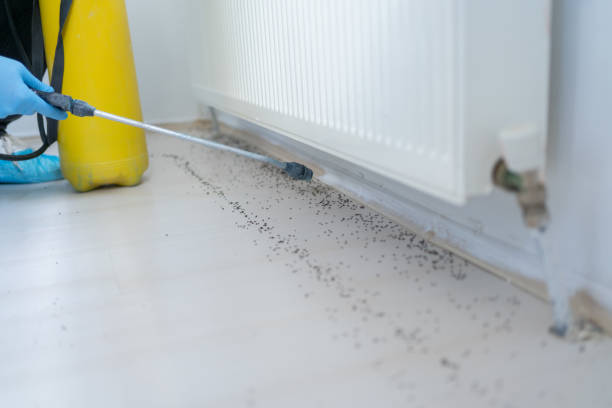 Best Pest Control Treatment  in Yelm, WA